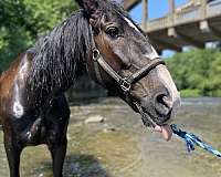 black-western-riding-horse