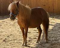 white-star-pony