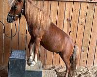 chestnut-white-star-pony