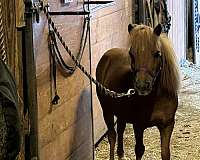 kid-miniature-pony