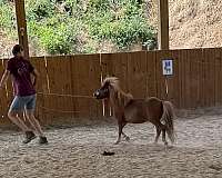miniature-pony