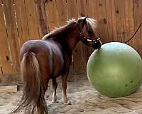 pony-miniature