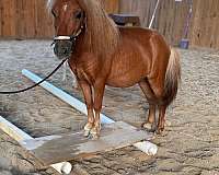 beginner-miniature-pony