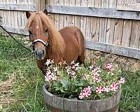 flaxen-mane-miniature-pony