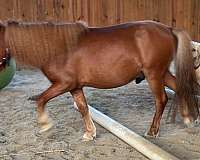 kid-safe-miniature-pony