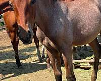 quarter-horse-colt