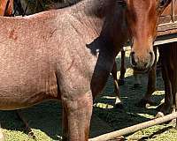 roan-aqha-weanling
