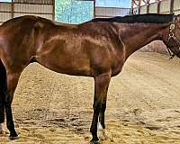 quarter-horse-for-sale