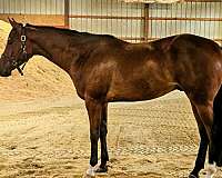 quarter-horse-gelding