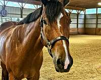 quarter-horse