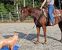 bay-tobiano-jumping-horse