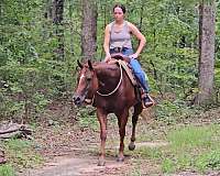 bay-tobiano-warmblood-for-sale