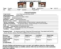 bay-tobiano-warmblood-horse