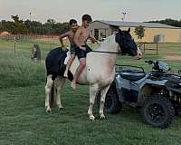 athletic-draft-horse