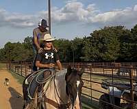 cowboy-mounted-shooting-draft-horse
