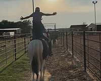 cross-draft-horse