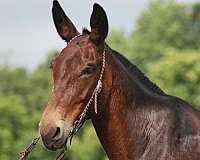 gaited-tennessee-walking-horse