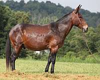 tennessee-walking-horse