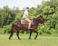 pampered-gelding