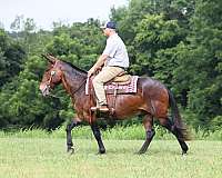 safe-to-ride-gelding