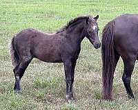fantastic-miniature-horse