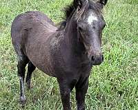 untrained-miniature-horse