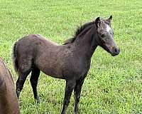 breeding-showmanship-miniature-horse