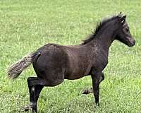 refined-colt