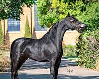 untrained-colt