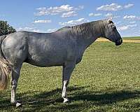 black-canadian-broodmare-foal