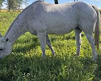 black-aqha-broodmare-foal
