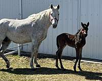aqha-canadian-broodmare-foal