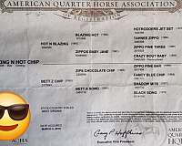 advanced-quarter-horse