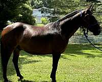 aqha-quarter-horse