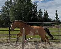 dunalino-zebra-stripes-pony