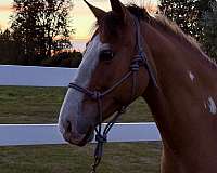 dunalino-pinto-pony