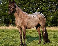barrel-missouri-fox-trotter-pony