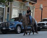 barrel-racing-missouri-fox-trotter-pony