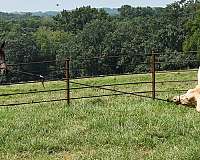 homozygous-black-missouri-fox-trotter-pony