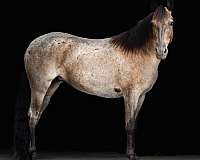 money-winner-missouri-fox-trotter-pony