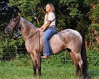 gentle-pony-mare