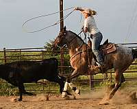 gun-safe-pony-mare