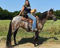 trail-pony-for-sale-mare