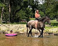 online-pony-sales-mare