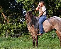 blue-roan-field-hunter-pony