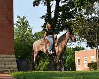blue-roan-field-trial-pony