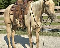 cross-kid-safe-horse