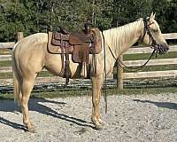 cross-kid-safe-filly