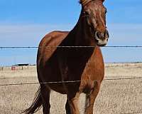 sorrel-haflinger-filly