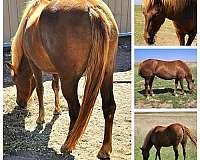 gentle-filly-haflinger-horse